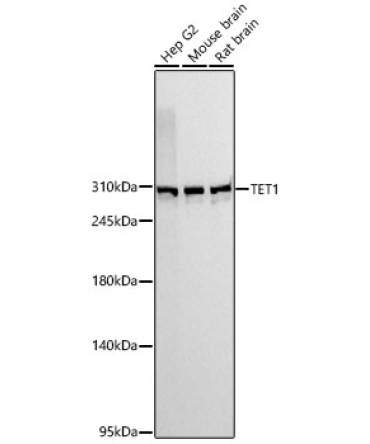 TET1 Rabbit Monoclonal Antibody