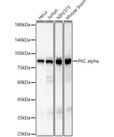 PKC alpha Rabbit Monoclonal Antibody