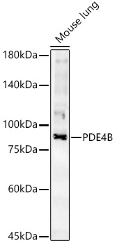 PDE4B Rabbit Polyclonal Antibody