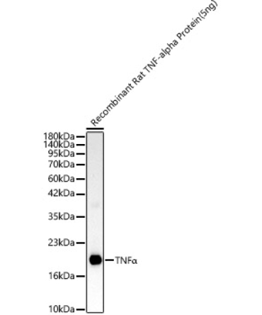 TNFAlpha Rabbit Polyclonal Antibody
