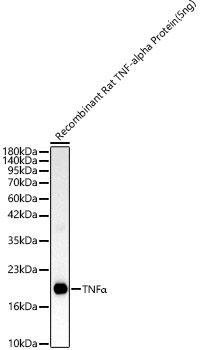TNFAlpha Rabbit Polyclonal Antibody