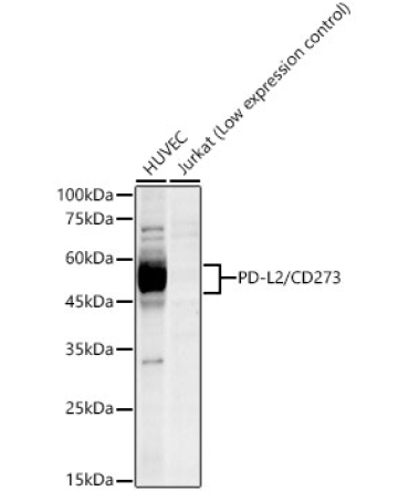 PD-L2/CD273 Rabbit Monoclonal Antibody