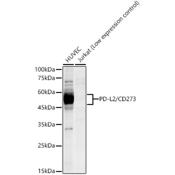 PD-L2/CD273 Rabbit Monoclonal Antibody