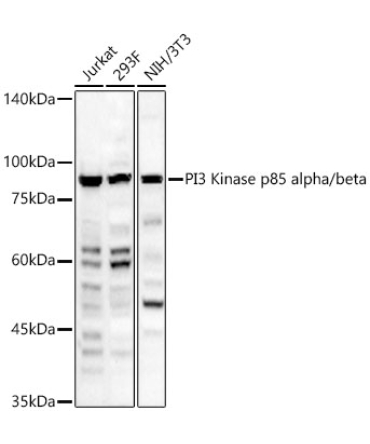 PI3 Kinase p85 alpha/beta Rabbit PolyMonoclonal Antibody?
