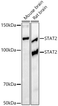 STAT2 Rabbit Monoclonal Antibody