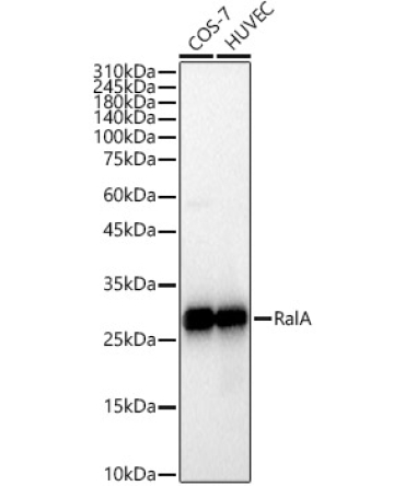 RalA Rabbit Monoclonal Antibody