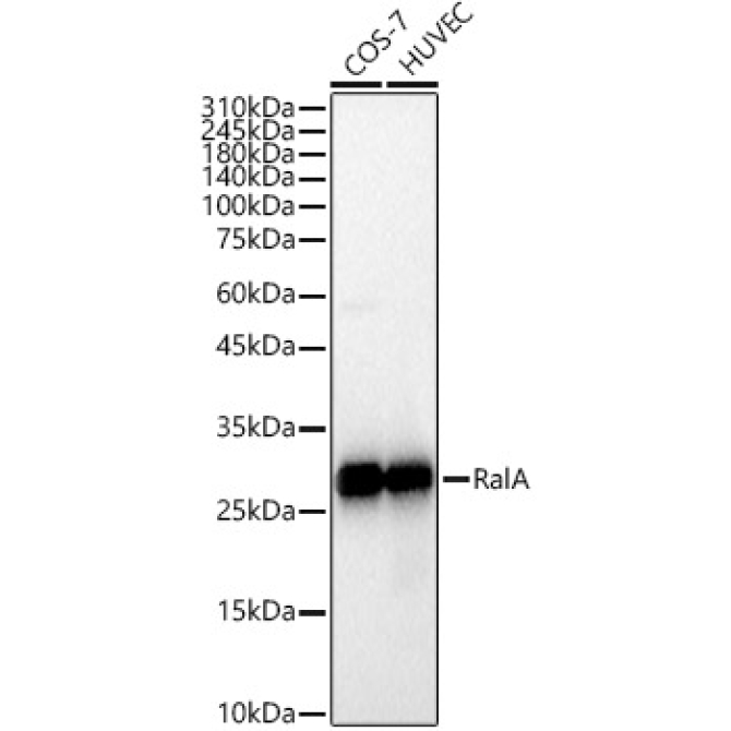 RalA Rabbit Monoclonal Antibody