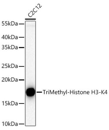 TriMethyl-Histone H3-K4 Rabbit Polyclonal Antibody