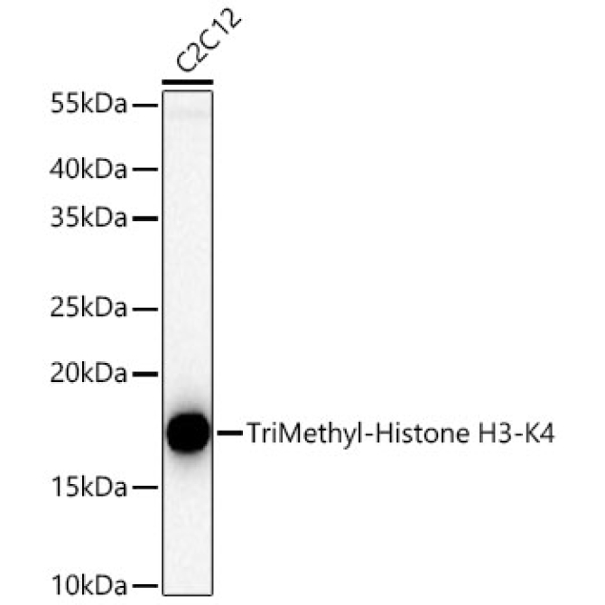 TriMethyl-Histone H3-K4 Rabbit Polyclonal Antibody