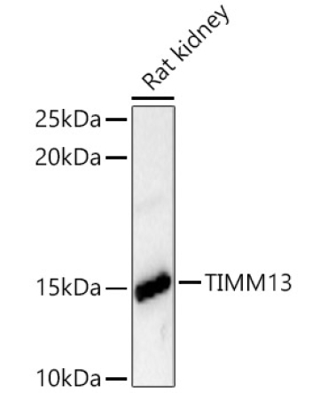 TIMM13 Rabbit Polyclonal Antibody