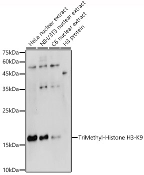 TriMethyl-Histone H3-K9 Rabbit Polyclonal Antibody
