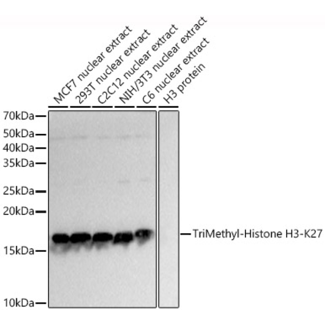 TriMethyl-Histone H3-K27 Rabbit Polyclonal Antibody