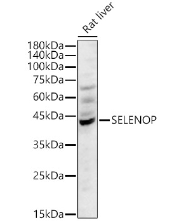 SELENOP Rabbit Polyclonal Antibody