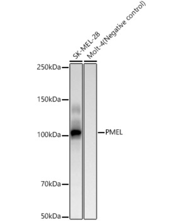 PMEL Rabbit Monoclonal Antibody