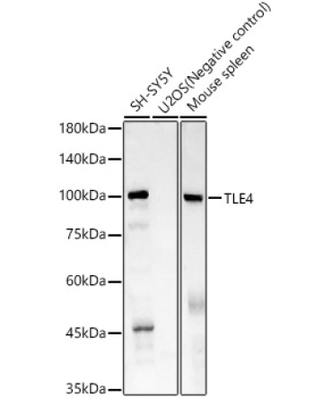 TLE4 Rabbit Monoclonal Antibody