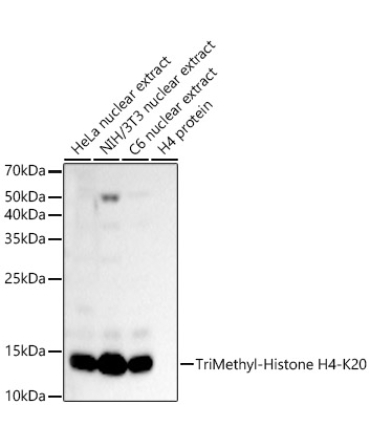 TriMethyl-Histone H4-K20 Rabbit Polyclonal Antibody