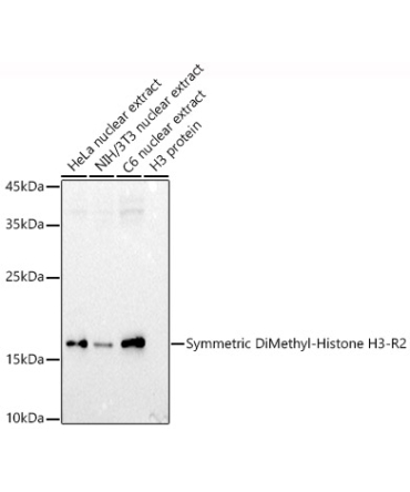 Symmetric DiMethyl-Histone H3-R2 Rabbit Polyclonal Antibody
