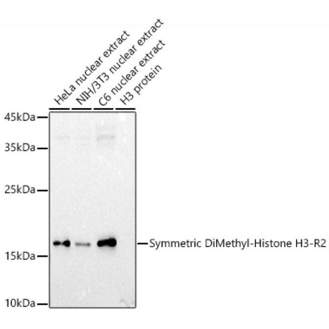 Symmetric DiMethyl-Histone H3-R2 Rabbit Polyclonal Antibody