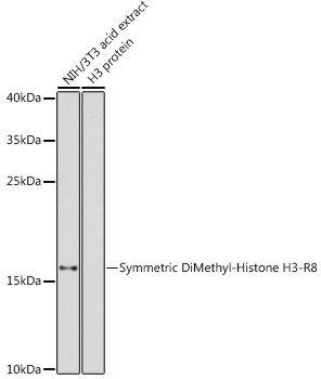 Symmetric DiMethyl-Histone H3-R8 Rabbit Polyclonal Antibody