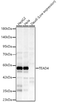 TEAD4 Rabbit Monoclonal Antibody