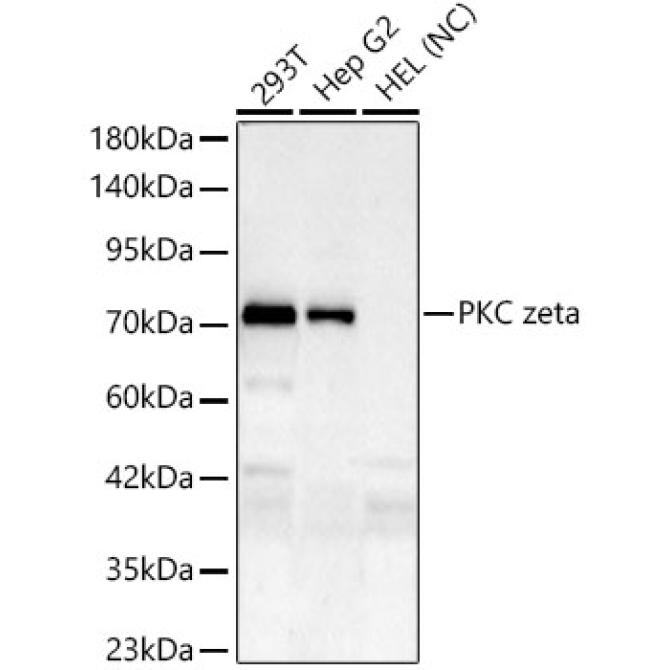 PKC zeta Rabbit Monoclonal Antibody
