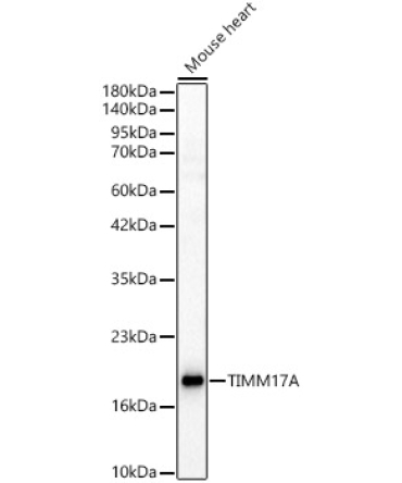 TIMM17A Rabbit Polyclonal Antibody