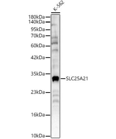 SLC25A21 Rabbit Polyclonal Antibody