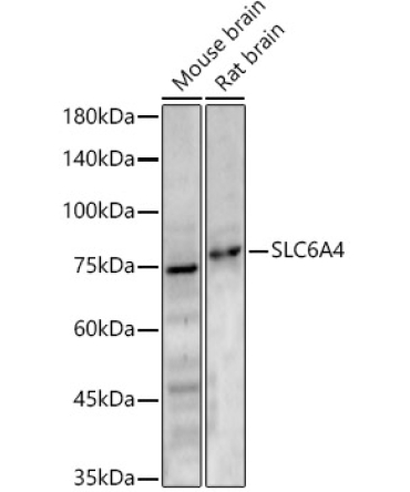 SLC6A4 Rabbit Polyclonal Antibody