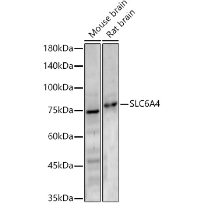 SLC6A4 Rabbit Polyclonal Antibody