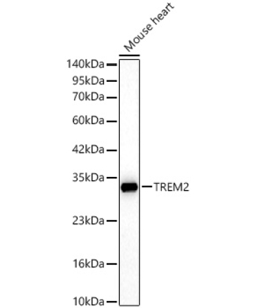 TREM2 Rabbit PolyMonoclonal Antibody?