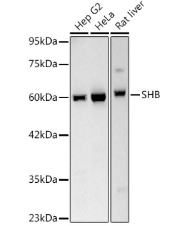 SHB Rabbit Monoclonal Antibody