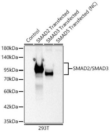 SMAD2/SMAD3 Rabbit Polyclonal Antibody