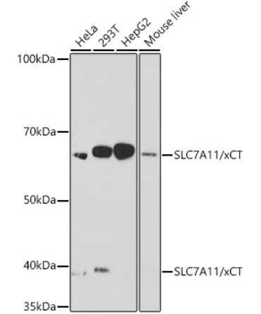 SLC7A11/xCT Rabbit Monoclonal Antibody