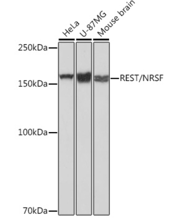 REST/NRSF Rabbit Monoclonal Antibody