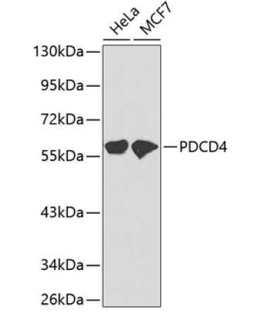 PDCD4 Rabbit Polyclonal Antibody