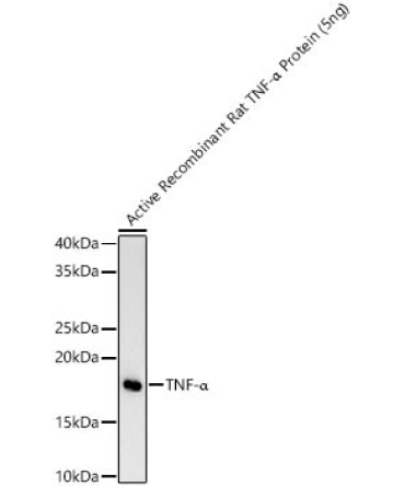 TNF-Alpha Rabbit Monoclonal Antibody