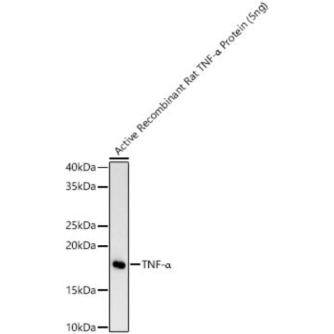 TNF-Alpha Rabbit Monoclonal Antibody