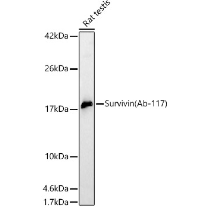 Survivin Rabbit Polyclonal Antibody