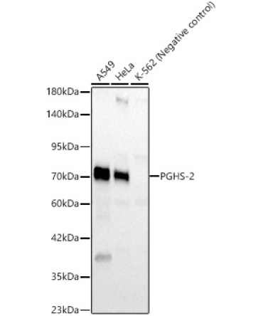 PGHS-2 Rabbit Polyclonal Antibody