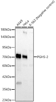 PGHS-2 Rabbit Polyclonal Antibody