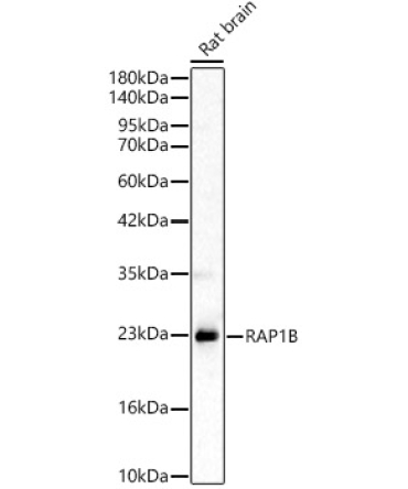 RAP1B Rabbit Polyclonal Antibody