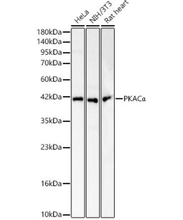 PKACAlpha Rabbit Polyclonal Antibody