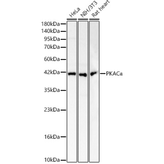 PKACAlpha Rabbit Polyclonal Antibody