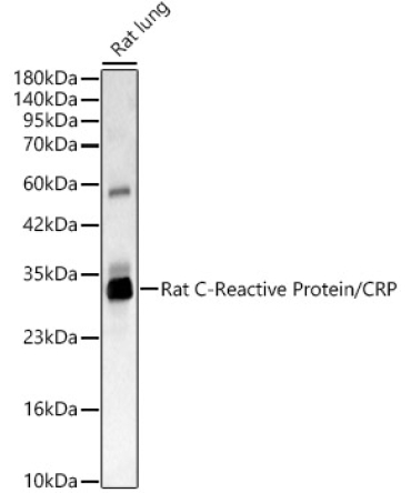 Rat C-Reactive Protein/CRP Rabbit Polyclonal Antibody