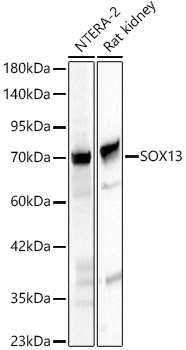 SOX13 Rabbit Polyclonal Antibody