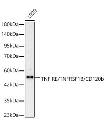 TNF RII/TNFRSF1B/CD120b Rabbit Polyclonal Antibody