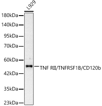 TNF RII/TNFRSF1B/CD120b Rabbit Polyclonal Antibody