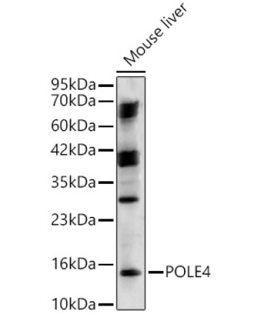 POLE4 Rabbit Polyclonal Antibody