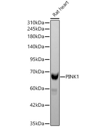 PINK1 Rabbit Polyclonal Antibody