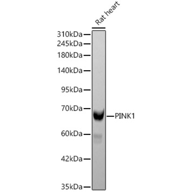 PINK1 Rabbit Polyclonal Antibody